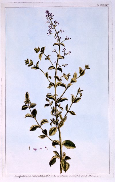 Braunwurz oder Scrofulaira von Pierre Joseph Buchoz
